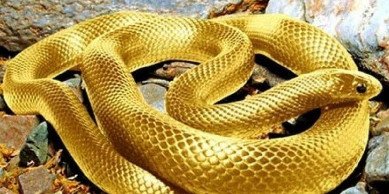 Ý nghĩa chủ yếu khiến mơ thấy rắn đánh con gì được tin dùng?
